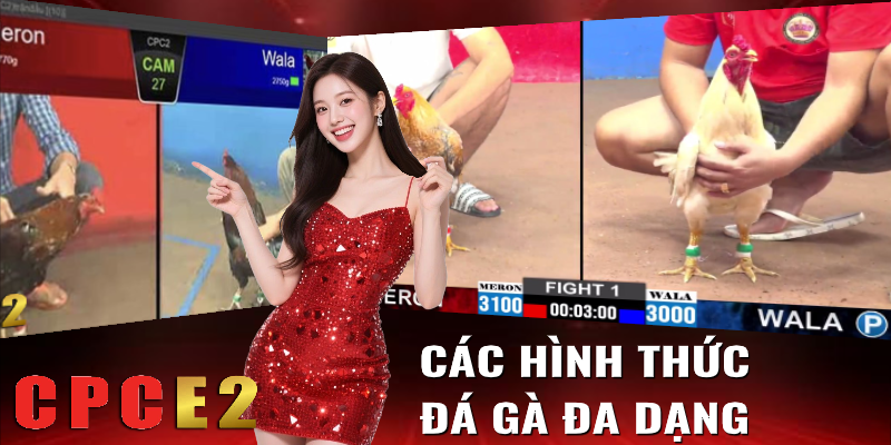 Các hình thức đá gà đa dạng