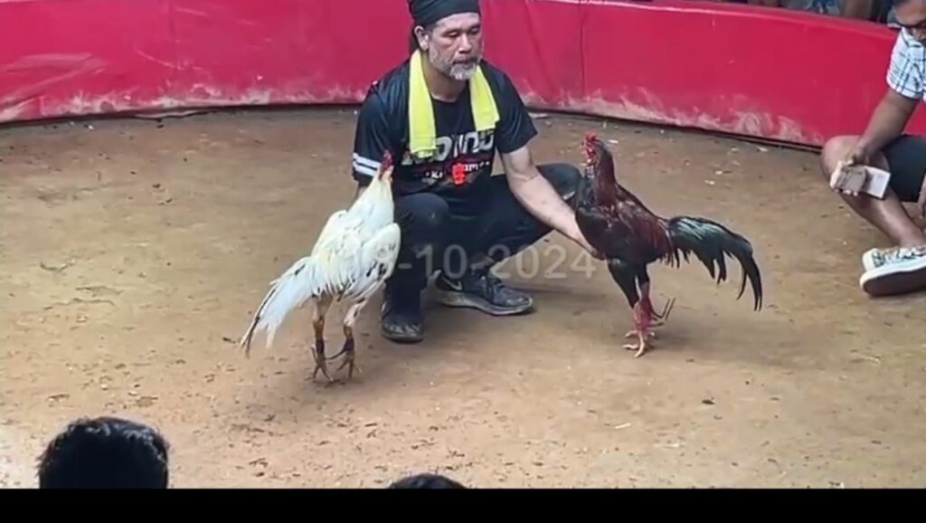 Xem Đá Gà Trực Tiếp CPCE2 – Trải Nghiệm Đá Gà Online Đỉnh Cao 2026